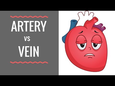 Arteries vs Veins ( Circulatory System )