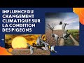 Influence du changement climatique sur la condition des pigeons