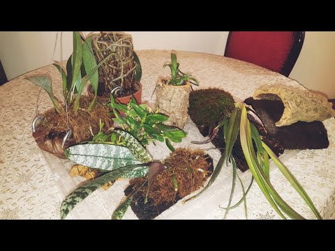 Βίντεο: Ορχιδέες στο χειμερινό φεστιβάλ III των ορχιδεών και άλλων εξωτικών φυτών
