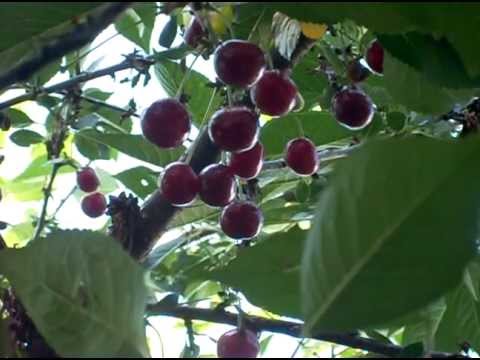 Video: Luumu- Ja Kirsikkahybridi (25 Kuvaa): Luumu-kirsikka-hybridi 