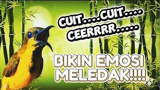 Sogon gacor!!!!PANCINGAN SOGON GACOR BIKIN EMOSI MELEDAK!!!!!