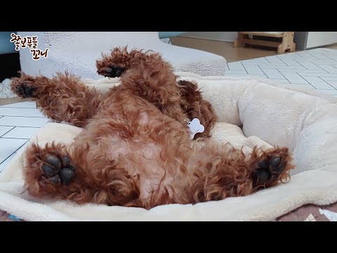 (the winner <strong>of</strong> the <strong>lucky</strong> dog contest)