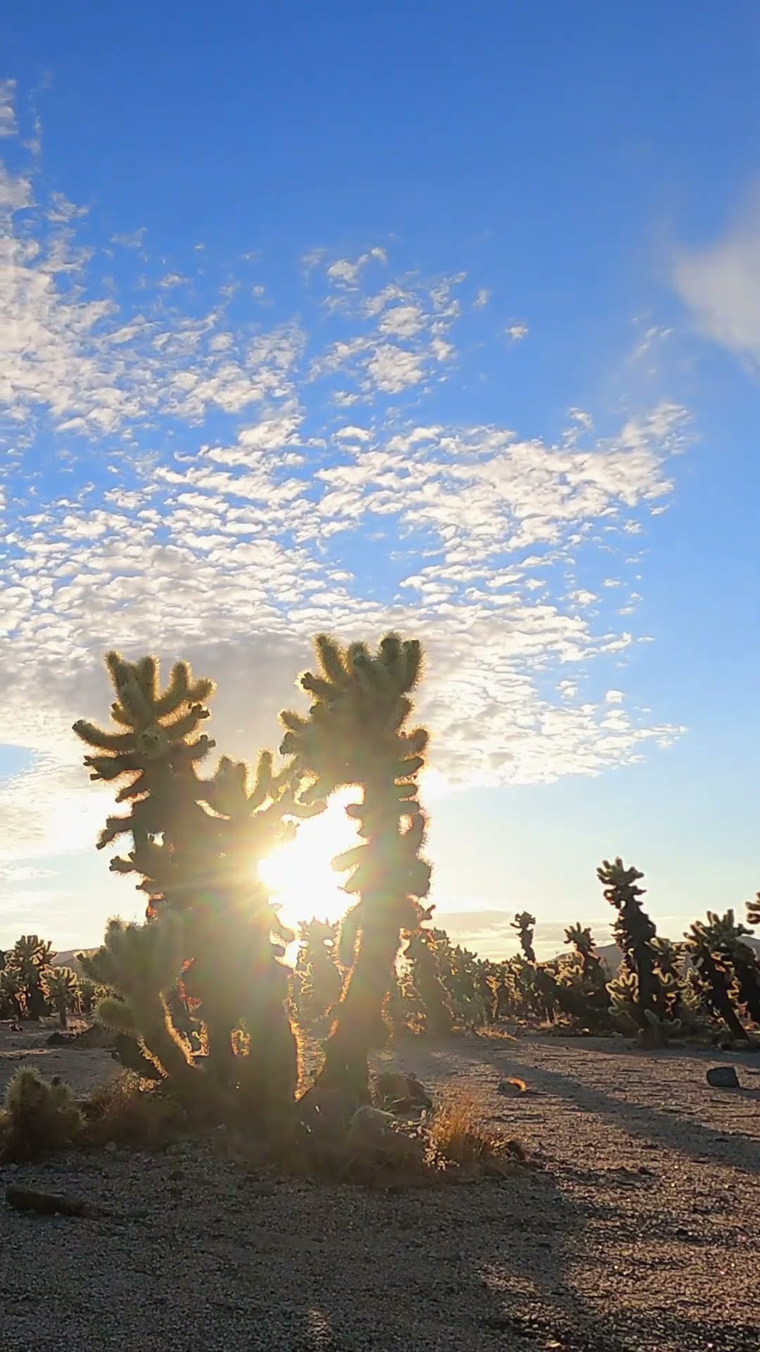 Hidden Gems: Breathtaking Deserts You Must See in South Korea