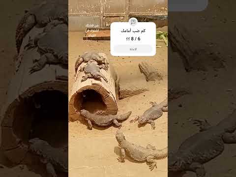 ضب مصرى 62 هيما حكاية    حديقه الحيوان  الضب زواحف حيوانات اشتراك
