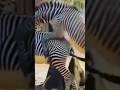Zibra Mating Zebra Г IftleЕџme Accouplement ZГЁbre Zibra Mating Zebra Г IftleЕџme Accouplement ZГЁbre