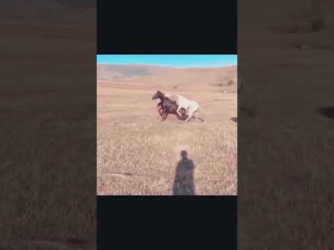 صراع الخيول في الطبيعه