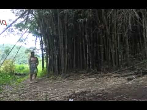 di genjot di kebun bambu