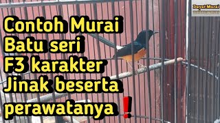 Contoh Murai Batu Seri F3 beserta cara perawatanya❗️