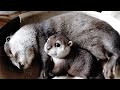 The otter sleeping soundly on the wheel because there's nothing to do [Otter life Day 297]