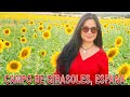 SUNFLOWER FIELDS||CANTIK DAN ROMANTIS TEMPATNYA. #videooftheday #spain #guadalajara #madrid #field