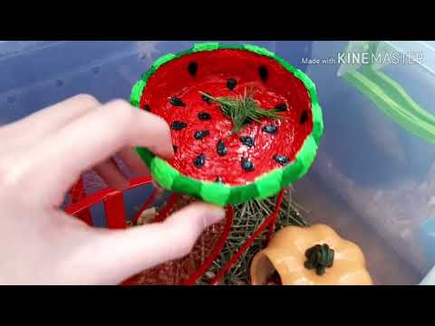 Мои животные😻/🐹Почему хомяк чешется?Карантин!Mery Pets.