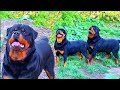 Красавцы! Ротвейлеры Блэки и Грация. Entourage! Rottweilers Blakey and Grace.