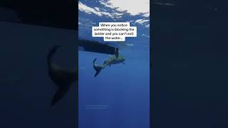 Shark blocking the ladder ? ocean dive shark tigershark thalassophobia deepocean