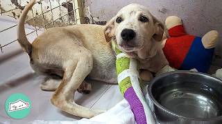 Pup Was So Sick He Couldn’t Stand Up! Now He’s Building Sand Castles | Cuddle Buddies