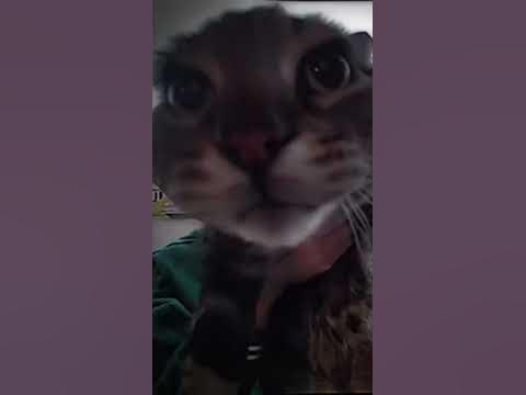 кот орёт в домофон - YouTube