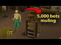 Jagex has given f2p runescape to the botters