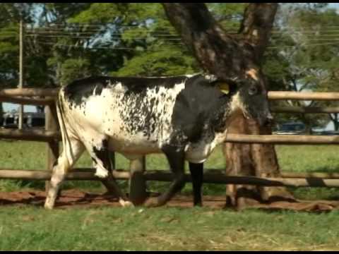 LOTE 38 - FOLIA FIV MERIDIAN CABEC. DO PRATA - 7733-AI