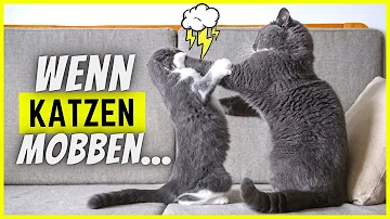 Unter Was zählen Katzen?