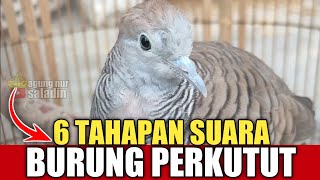 6 TAHAPAN SUARA BURUNG PERKUTUT DARI BAHAN SAMPAI GACOR MANGGUNG