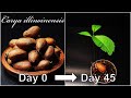 How to grow pecangermination of pecansgrowing pecan treeshow to grow 38 pecaneng sub