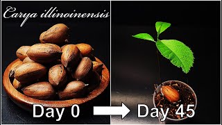 How to grow Pecan｜Germination of pecans｜Growing pecan trees｜How to grow #38 Pecan｜Eng Sub