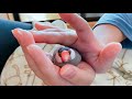 大好きな人と3ヶ月ぶりに会った文鳥の反応 Java sparrow