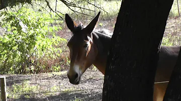 Come si chiama l'incrocio tra un cavallo e un'asina?