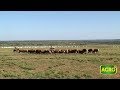 Agrotv en brasil un argentino revoluciona la ganadera en mato grosso 775 20180609