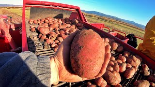 4K-Potato farming-from the field to our farm.(Grimme SE260 + RH12 Combi + WG900 + LC707+Fendt+Zetor)