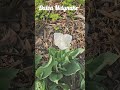 Tulpės #nature #reels #garden #coldseason #birds #shortvideos #butterfly #tree #flowers