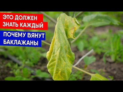 ПОЧЕМУ ВЯНУТ БАКЛАЖАНЫ