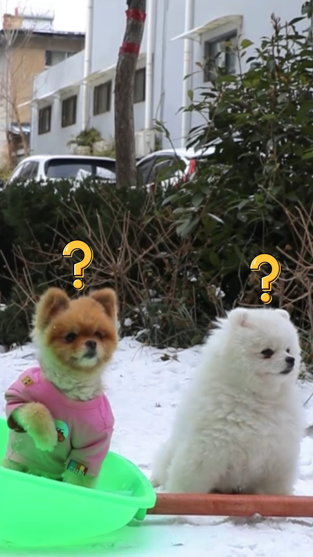 When you let ur dog clear the snow #dog #cococutiepom #funny
