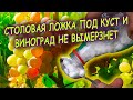 Подсыпьте осенью одну ложку под куст и виноград не вымерзнет зимой! Виноград выращивание осенью.