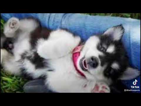 Βίντεο: 3 συμπεριφορές σκύλων που μπορείτε κατά λάθος να «ξεπαγώσετε»
