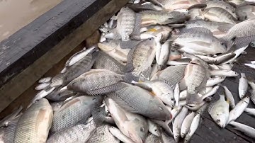 0985802199 : Thực tế kích cá nguyễn chín hp ra biển test máy VM66M cho khách hàng vợt cá mỏi tay