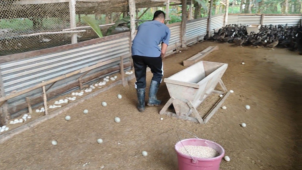 EP - 0117 | Collecting Egg sa Bagong Nangitlog natin na Itik