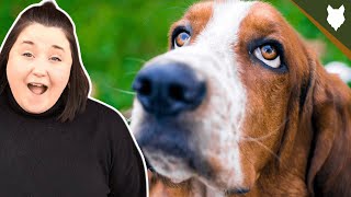 BASSET HOUND! 5 Incredible Facts About BASSET HOUND by Fenrir Basset Hound Show 291 views 3 years ago 6 minutes, 15 seconds