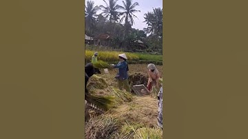 petani desa memanen padi menggunakan cara tradisional #shorts