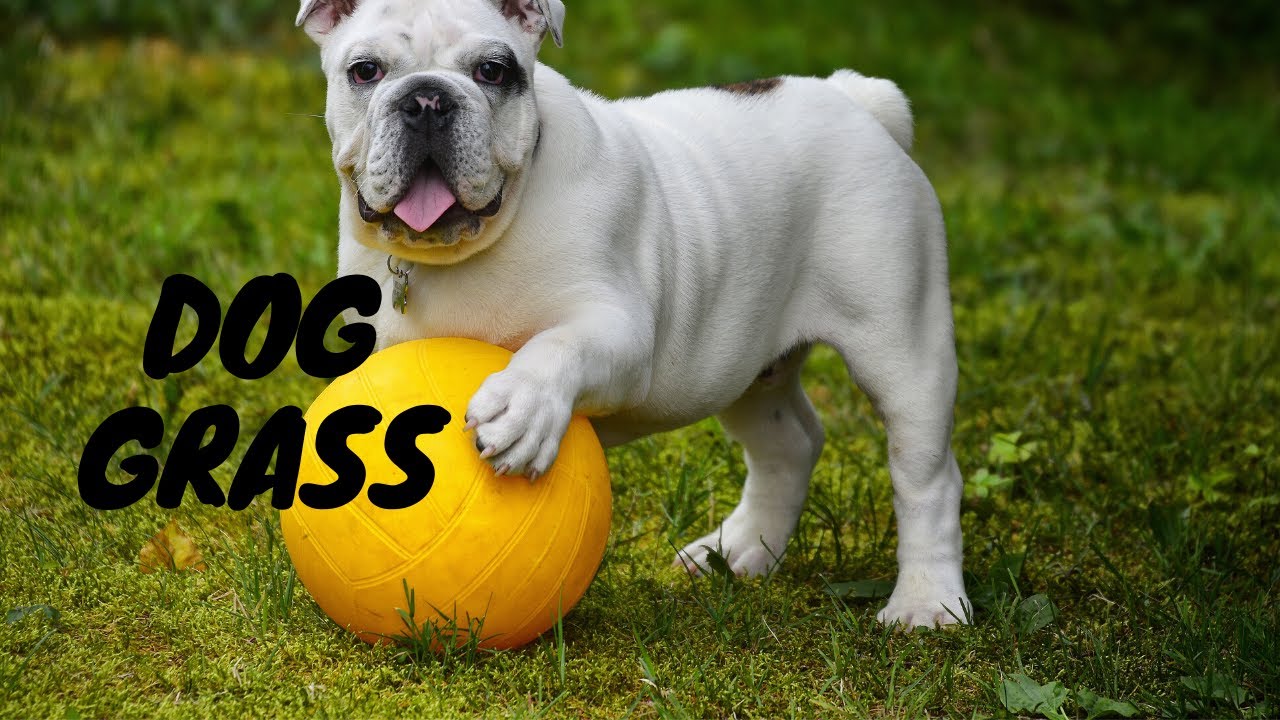 Dog Grass - YouTube