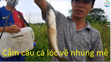 559 | Cắm câu cá lóc bằng mồi cá sống P2 | Fishing