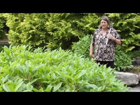 How To Prune Viburnum Davidii - Instructional Video W Plant Amnesty