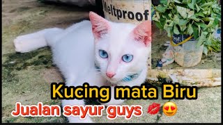 Kucing Mata Biru Jualan Sayur Kangkung#cat #video