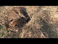 Уютное гнездышко гепарда! Cozy cheetah nest!