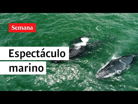 SEMANA estuvo presente en el monitoreo de ballenas en la zona de Bahía Málaga | Videos Semana