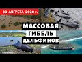 Катаклизмы за день 30  августа 2020 | Разлив нефти на Маврикии! События в мире! Climate Change.