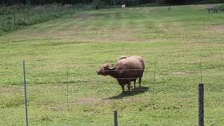 The Showcase of Citrus: Feeding a Water Buffalo #RealFlorida