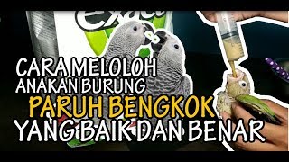 Cara meloloh burung paruh bengkok yang baik dan benar