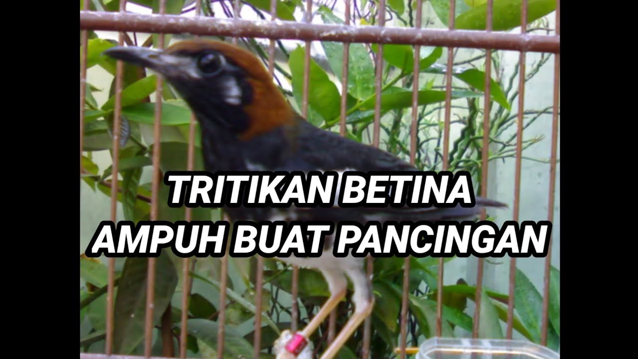 ANIS KEMBANG BETINA NERITIK MEMANGGIL JANTAN