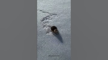 Skier encounters a highly territorial Norway Lemming on the slopes 🙂
