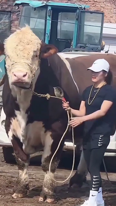 sapi Simental Marlboro 1.5 to Up #cow #heifer #sapisuper #fy #sapijumbo #herefordcattle #fyp #fypp